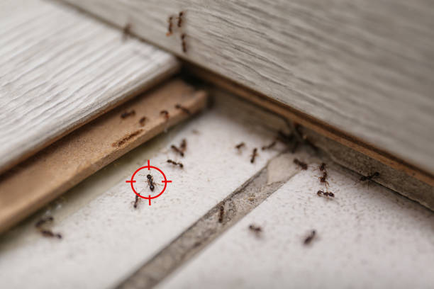 Reliable West Milwaukee, WI Pest Control Solutions